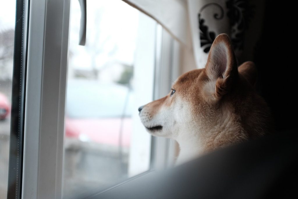 Ansiedad por separación en perros: causas y soluciones que funcionan