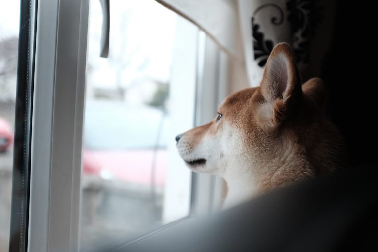 Ansiedad por separación en perros: causas y soluciones que funcionan