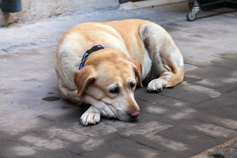 Artrosis en perros mayores: cómo aliviar el dolor y mejorar su vida