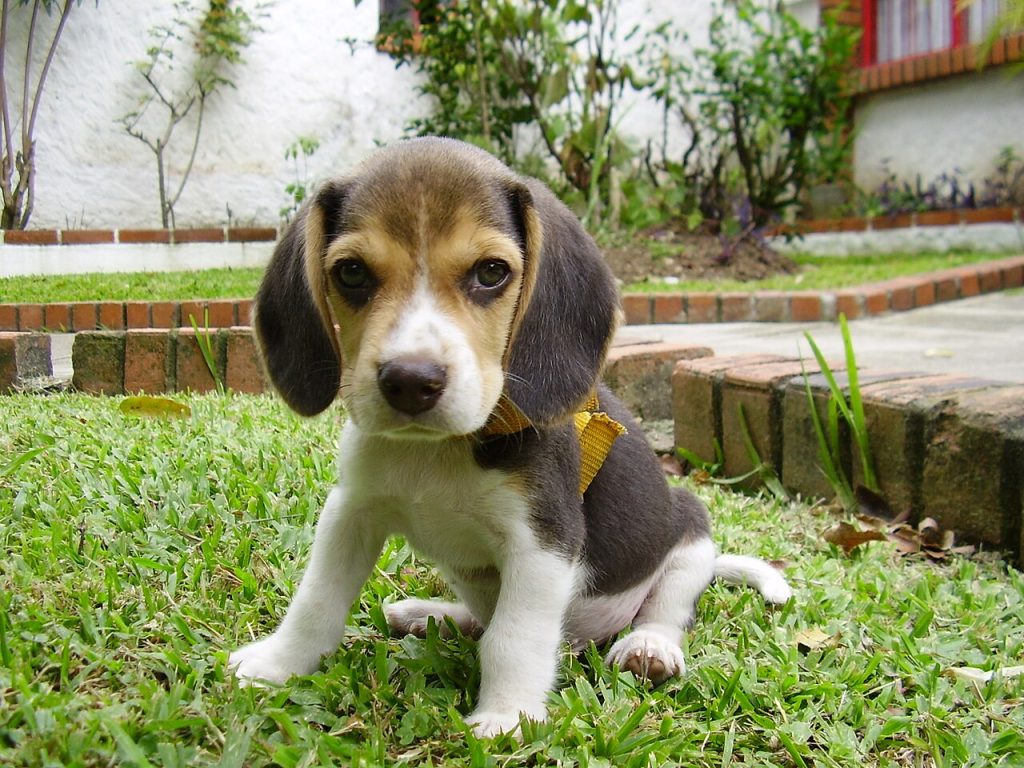 Cómo enseñar a tu cachorro a hacer sus necesidades fuera