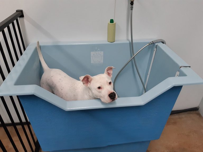 Cada cuánto bañar a un perro: la guía definitiva por tipo de pelo