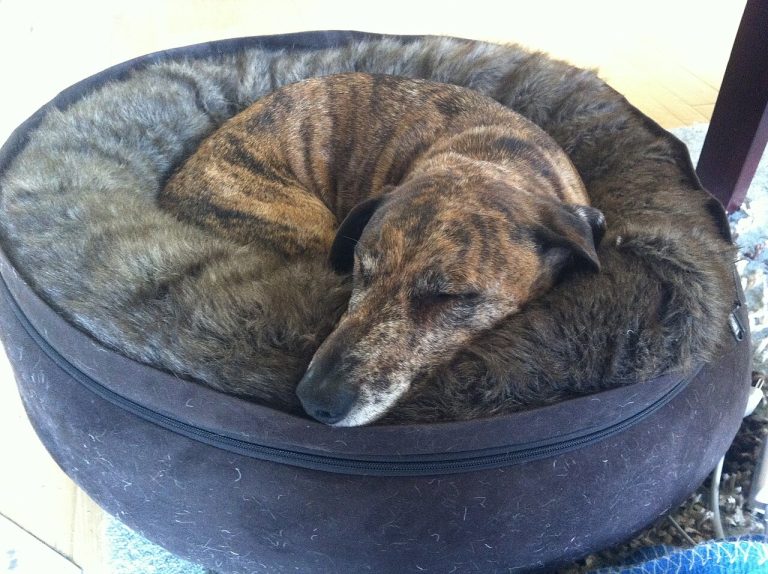 Camas para perros: cómo elegir la adecuada (y cuándo ortopédica)