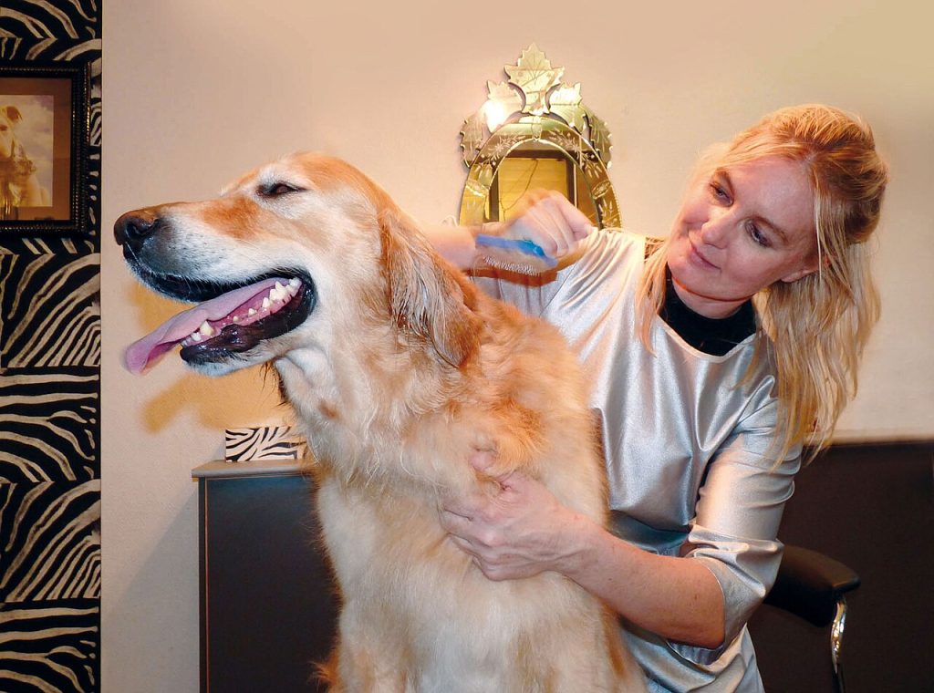 Tipos de cepillos para perros: cuál necesita tu peludo