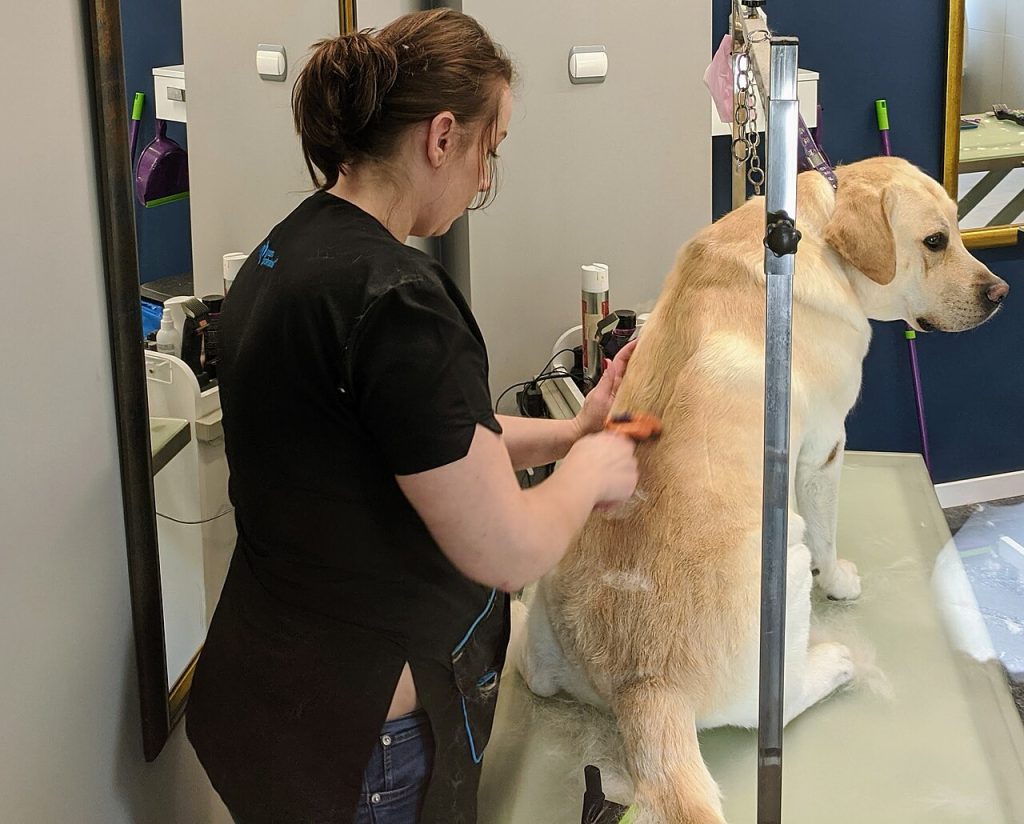 How to brush your dog according to their coat type (complete guide)
