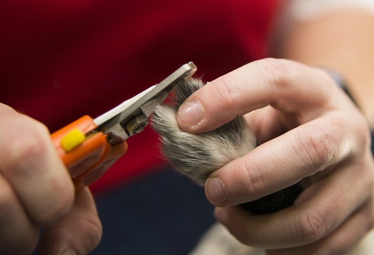 Cómo cortar las uñas a un perro sin hacerle daño