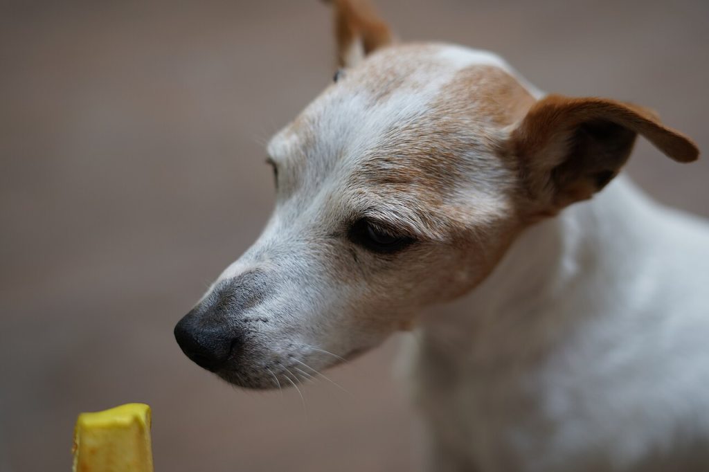 ¿Cuántas veces debe comer un perro al día según su edad?