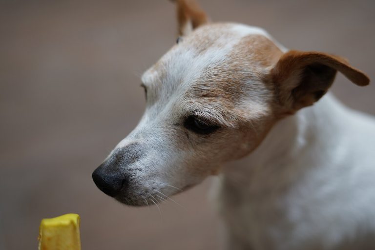 ¿Cuántas veces debe comer un perro al día según su edad?
