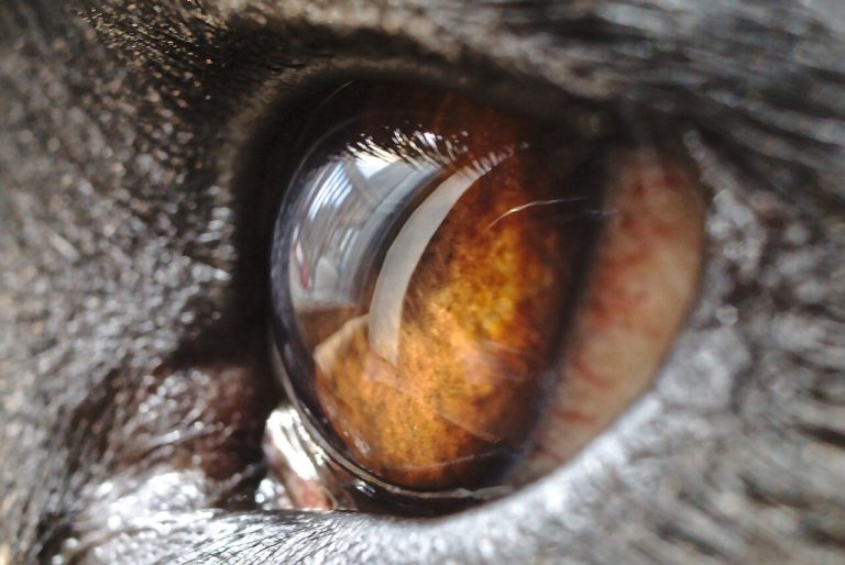 Cuidado de los ojos del perro: limpieza, legañas y señales de alerta