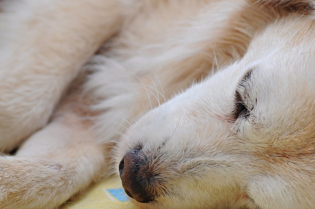 Senior Dog Care – How to Give It the Best Aging
