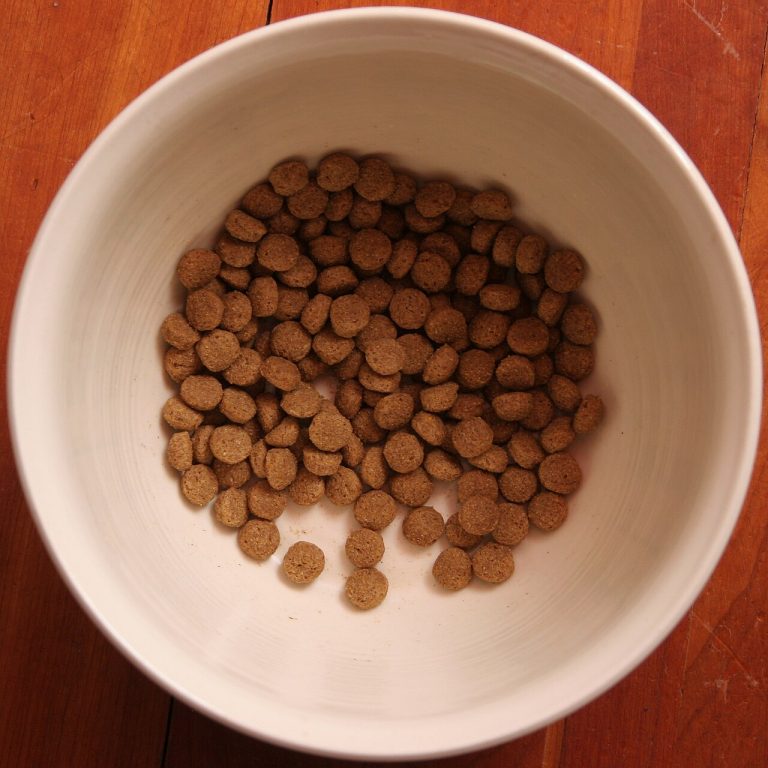 Dietas hipoalergénicas para perros: cuándo y cómo usarlas