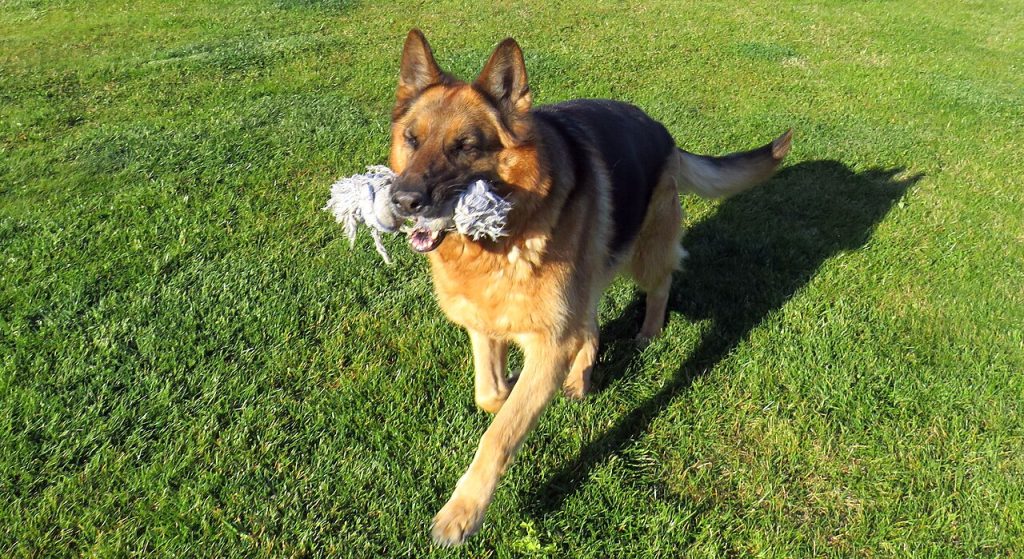 Displasia de cadera en perros: síntomas, razas propensas y tratamiento