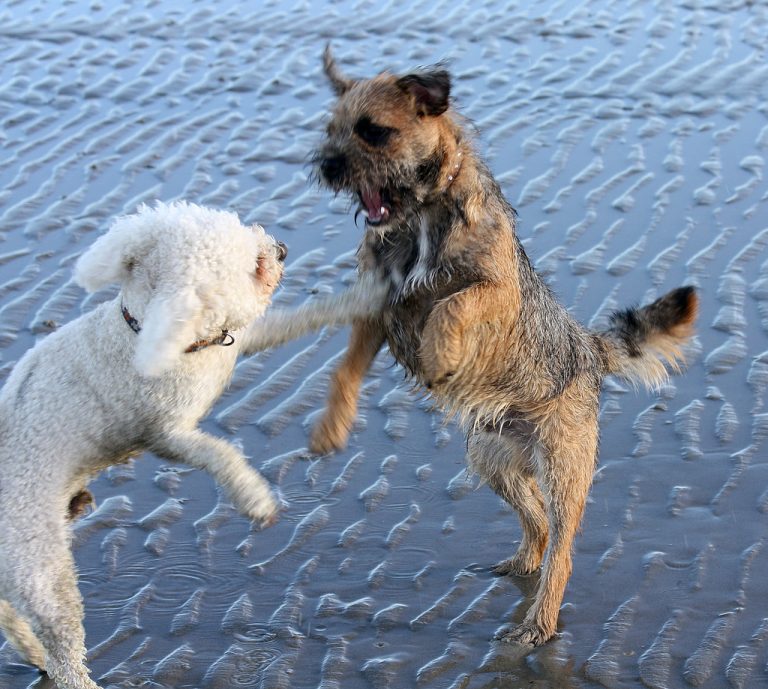 Canine body language: What’s your dog telling you?
