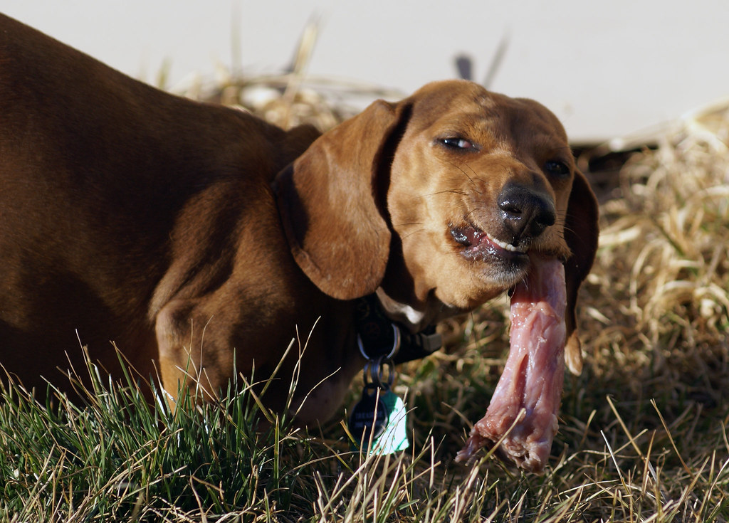 Pienso, dieta BARF o comida casera: qué le conviene a tu perro