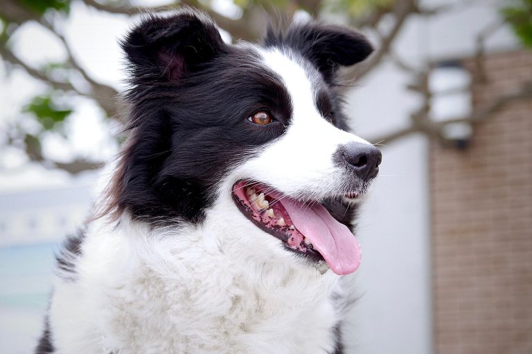 Heatstroke in dogs: symptoms, prevention and first aid