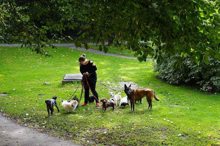How to Choose a Dog Daycare or Residence With Confidence