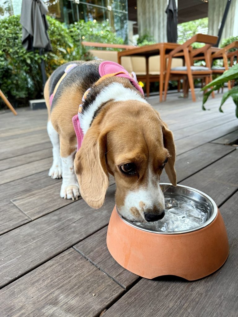 Canine hydration: how much water your dog needs each day
