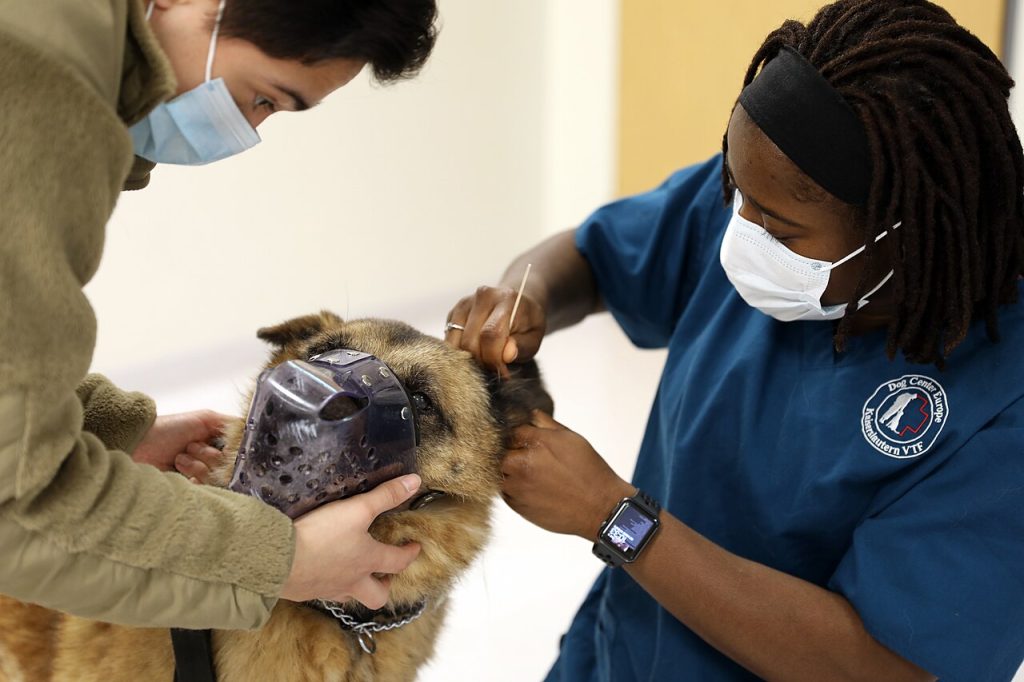 How to clean your dog’s ears (and prevent otitis)