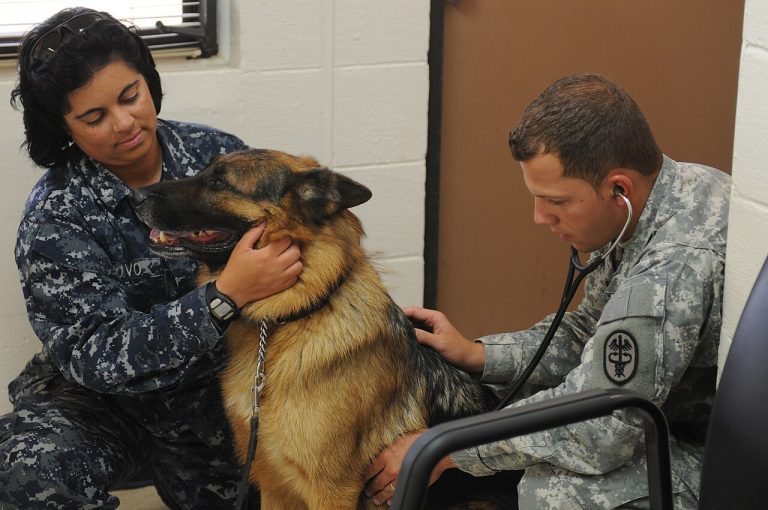 Canine distemper: symptoms, contagion and why vaccination is key