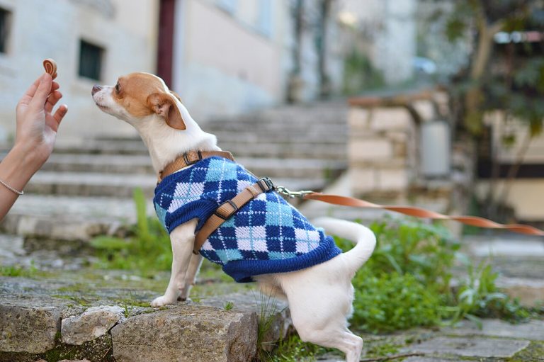 Basic commands for your dog: sit, stand still and watch step by step