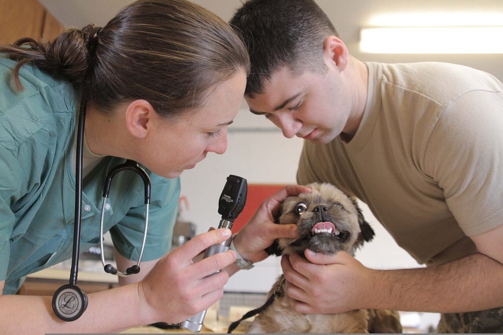 Parvovirus: la infección más peligrosa para tu cachorro