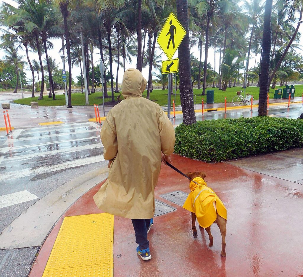 Pasear al perro con lluvia: trucos para que no sea un drama