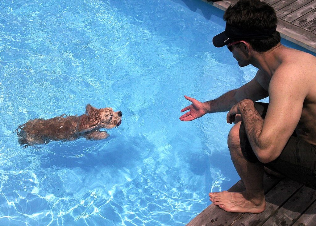 Perros y piscinas: seguridad, cloro y cómo enseñarle a salir