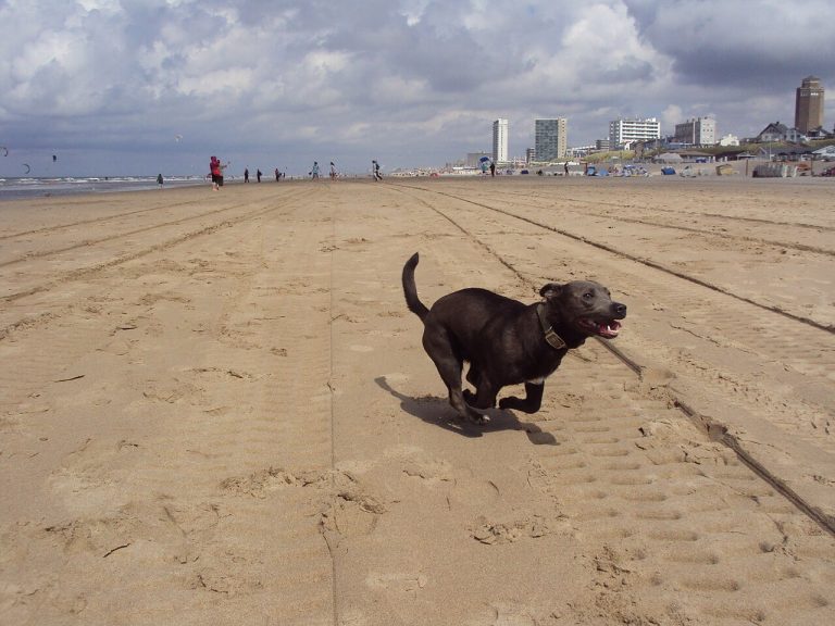 Perros en la playa: arena, sal y normas que debes conocer