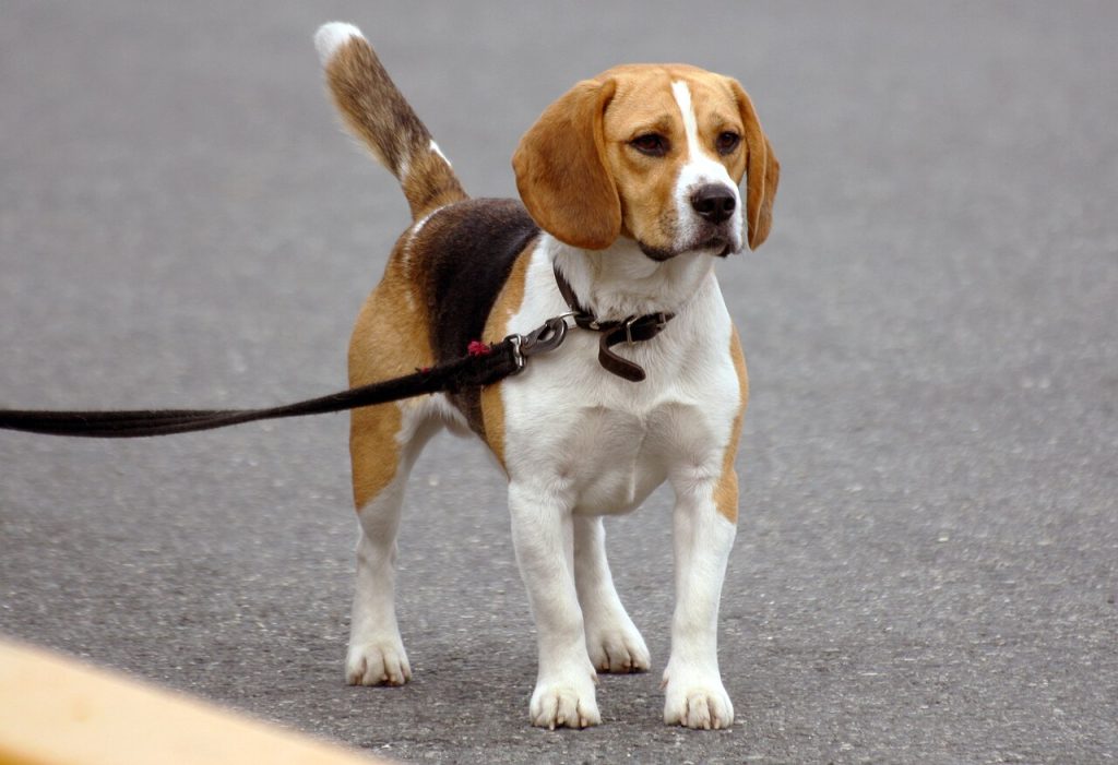 Cómo conseguir que tu perro pasee sin tirar de la correa