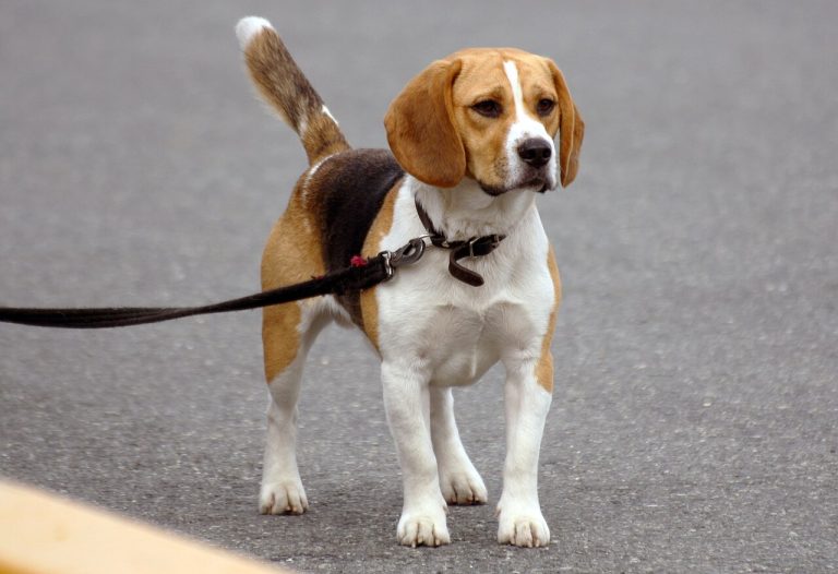 Cómo conseguir que tu perro pasee sin tirar de la correa