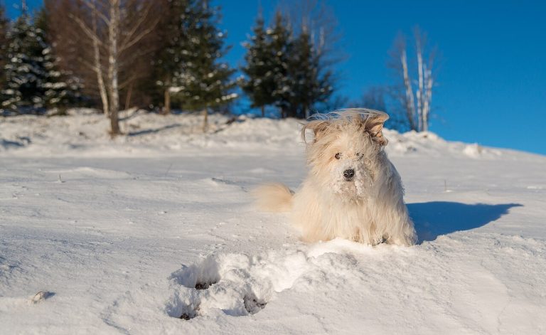 Dogs in Winter: How to Protect Them From the Cold by Breed