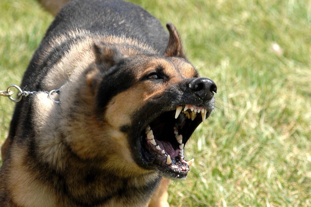 ¿Por qué ladra tu perro? Tipos de ladrido y cómo gestionarlos
