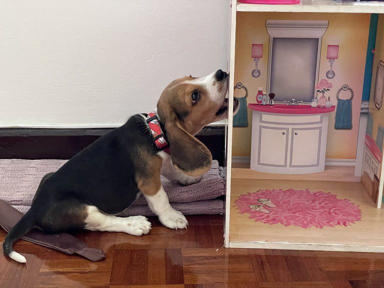 Casa a prueba de cachorros: checklist de seguridad habitación por habitación