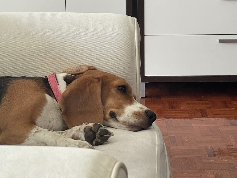 Las mejores razas de perro para pisos pequeños