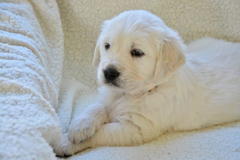 Las 12 mejores razas de perro para dueños primerizos