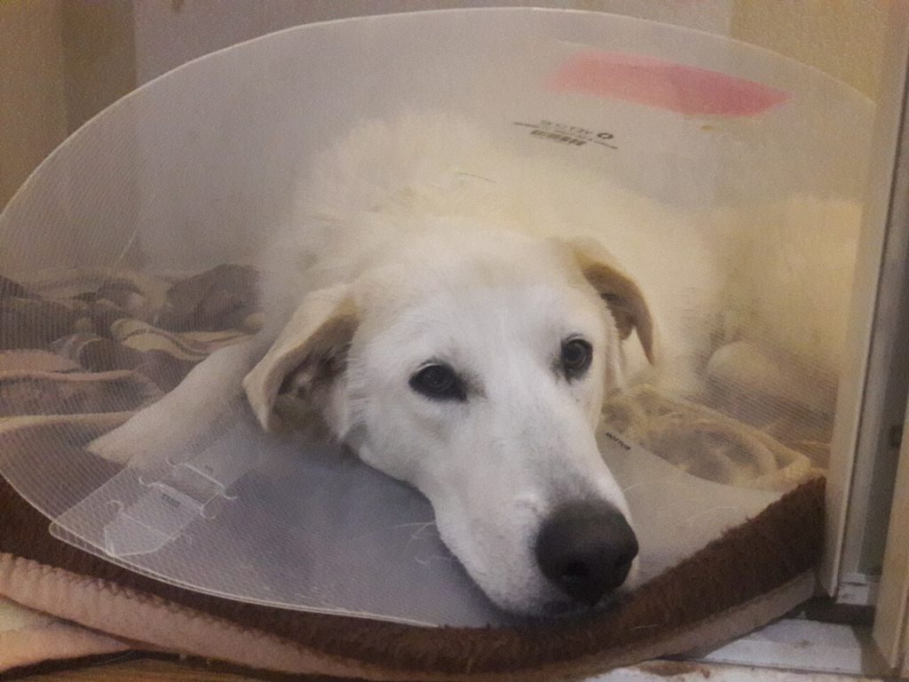 10 señales de que tu perro está enfermo o tiene dolor