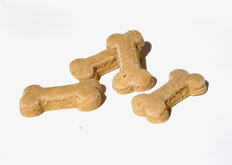 Home-made and healthy snacks for dogs: 10 easy recipes
