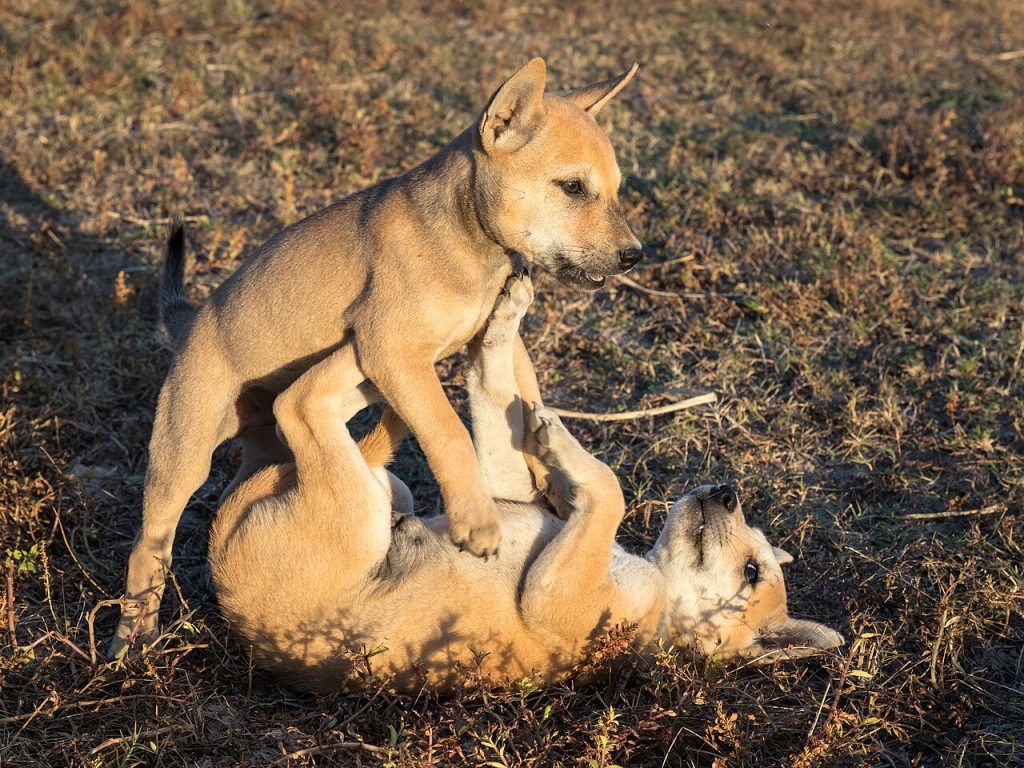 Socialización del cachorro: la etapa que define a tu perro