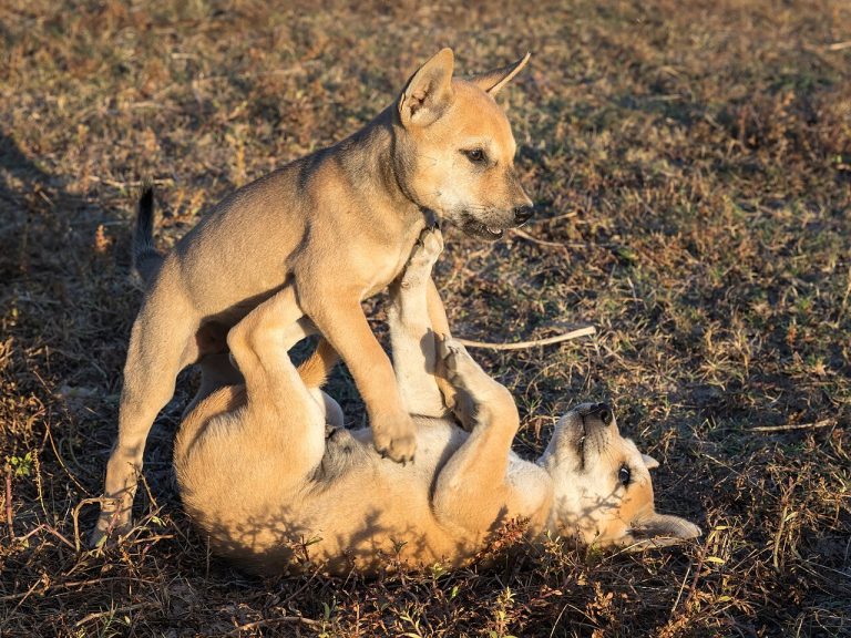 Socialización del cachorro: la etapa que define a tu perro