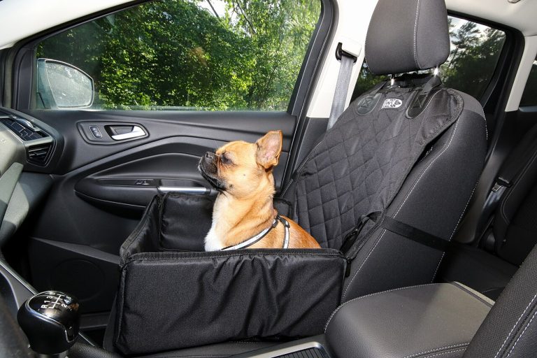 Viajar en coche con tu perro: seguridad, ley y consejos anti-mareo