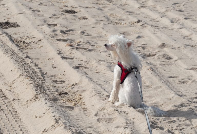 Calendario de vacunas del perro en España