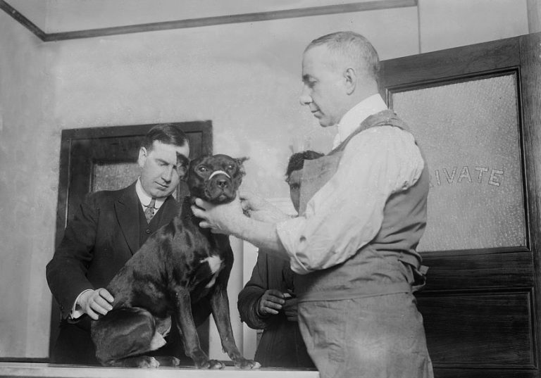 Castración de perros machos: mitos y realidades