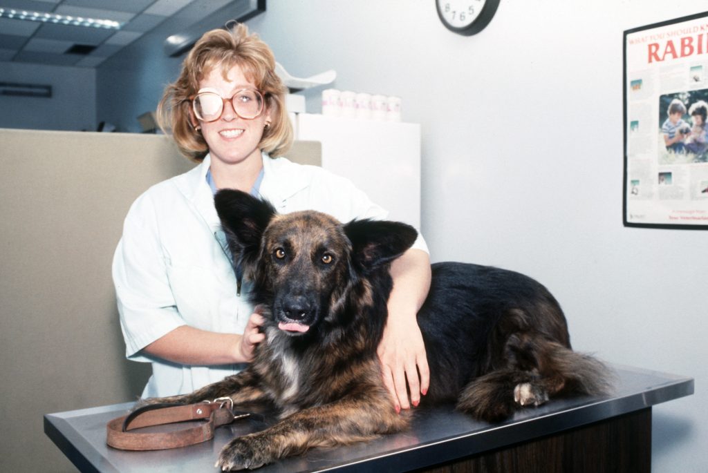 Chequeo veterinario anual: qué incluye y por qué importa