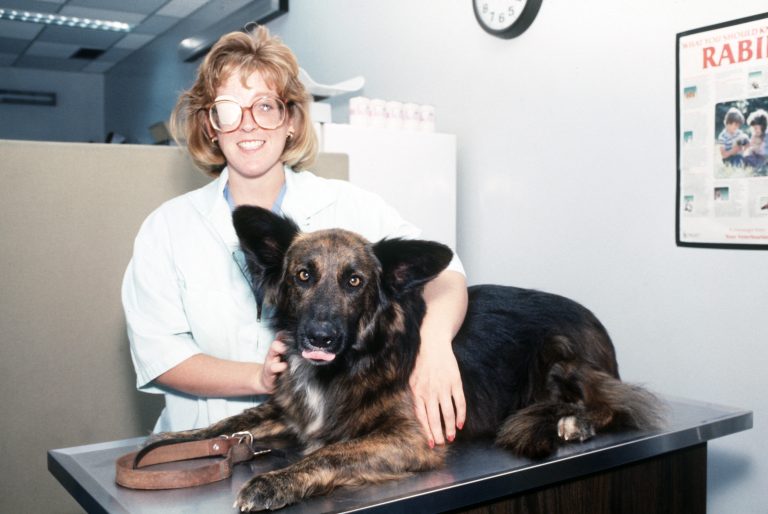 Chequeo veterinario anual: qué incluye y por qué importa