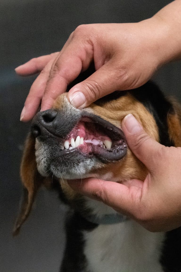 Cómo cepillar los dientes a tu perro (y que se deje)