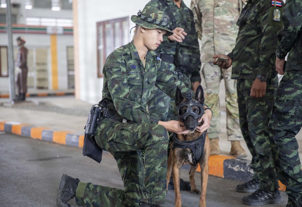 Cómo saber si tu perro tiene dolor: señales sutiles