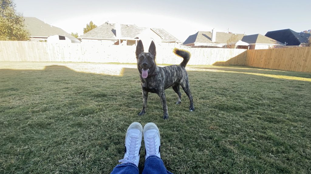 Coprofagia: por qué tu perro come heces y cómo evitarlo
