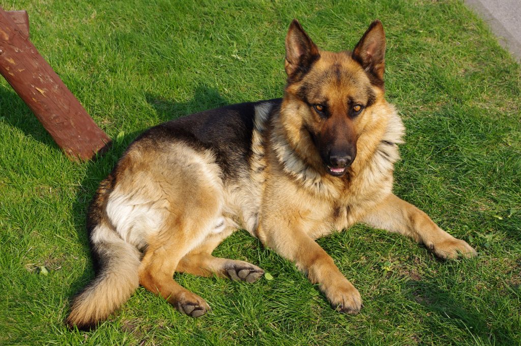 Cuidados del cachorro recién nacido huérfano