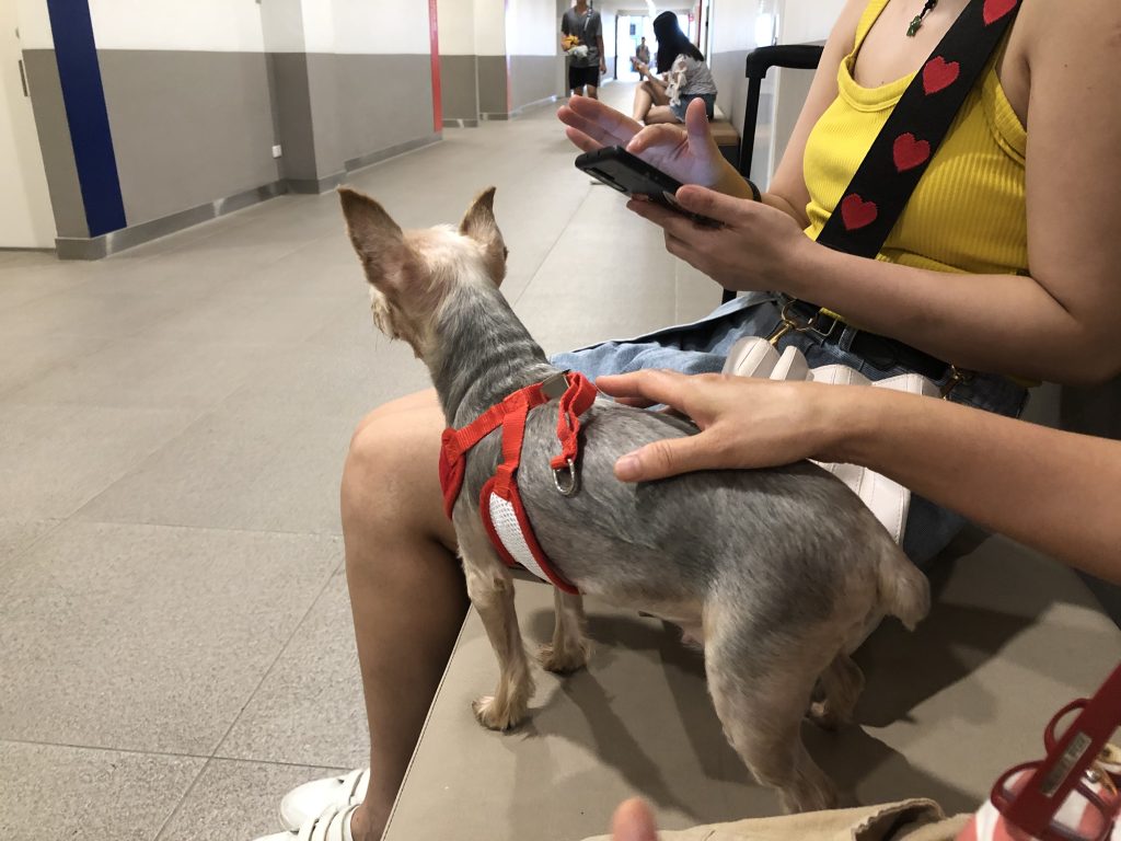 Demencia senil canina: acompañar a tu perro mayor