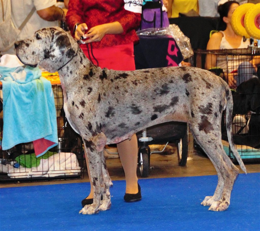 Dermatitis atópica canina: picores que no cesan