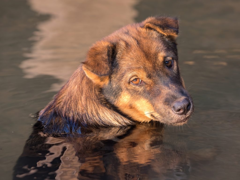 Deshidratación en perros: prueba del pliegue y solución